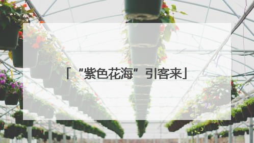 “紫色花海”引客来