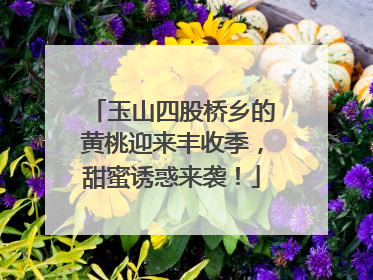 玉山四股桥乡的黄桃迎来丰收季，甜蜜诱惑来袭！