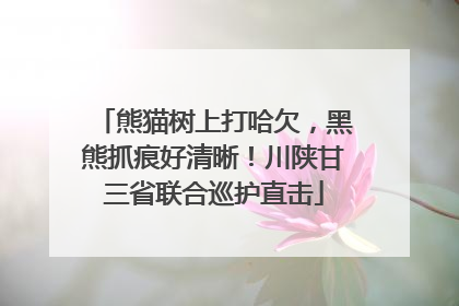 熊猫树上打哈欠，黑熊抓痕好清晰！川陕甘三省联合巡护直击