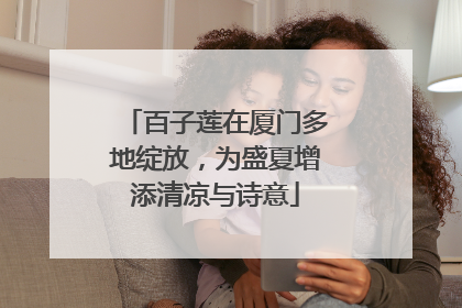 百子莲在厦门多地绽放，为盛夏增添清凉与诗意