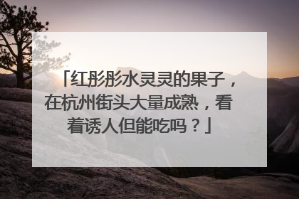 红彤彤水灵灵的果子，在杭州街头大量成熟，看着诱人但能吃吗？