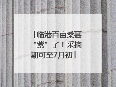 临港百亩桑葚“紫”了！采摘期可至7月初