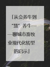 从会养牛到“慧”养牛——聊城市畜牧业现代化转型的启示