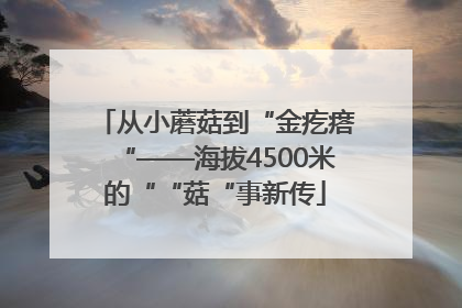 从小蘑菇到“金疙瘩“——海拔4500米的““菇“事新传