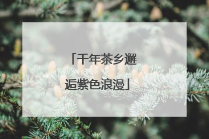 千年茶乡邂逅紫色浪漫
