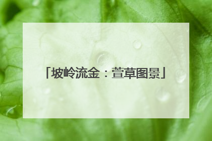 坡岭流金：萱草图景
