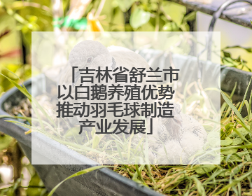 吉林省舒兰市以白鹅养殖优势推动羽毛球制造产业发展