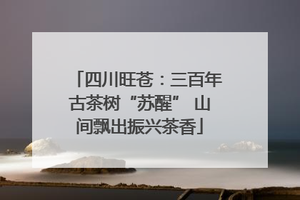 四川旺苍：三百年古茶树“苏醒” 山间飘出振兴茶香