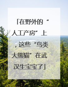 在野外的“人工产房”上，这些“鸟类大熊猫”在武汉生宝宝了