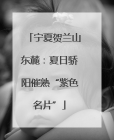 宁夏贺兰山东麓：夏日骄阳催熟“紫色名片”