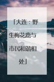 大连：野生梅花鹿与市民和谐相处