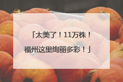 太美了！11万株！福州这里绚丽多彩！