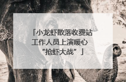 小龙虾散落收费站 工作人员上演暖心“抢虾大战”
