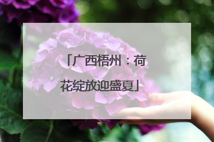 广西梧州：荷花绽放迎盛夏