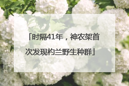 时隔41年，神农架首次发现杓兰野生种群
