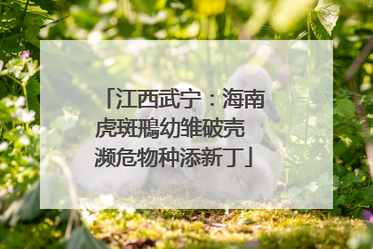 江西武宁：海南虎斑鳽幼雏破壳 濒危物种添新丁