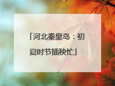 河北秦皇岛：初夏时节插秧忙