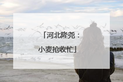 河北隆尧：小麦抢收忙