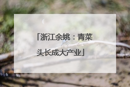 浙江余姚：青菜头长成大产业