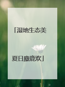湿地生态美 夏日麋鹿欢