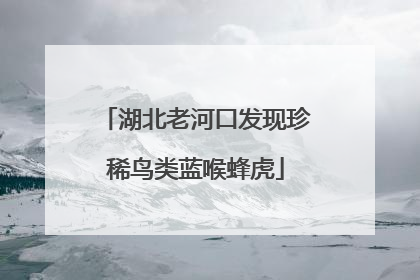 湖北老河口发现珍稀鸟类蓝喉蜂虎