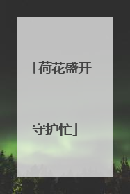 荷花盛开守护忙