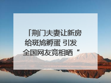 荆门夫妻让新房给斑鸠孵蛋 引发全国网友竞相晒“人鸟共处”图