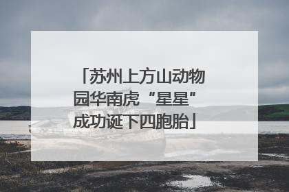苏州上方山动物园华南虎“星星”成功诞下四胞胎