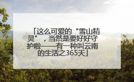 这么可爱的“雪山精灵”，当然是要好好守护啦——有一种叫云南的生活之365天