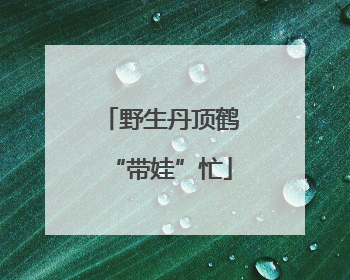 野生丹顶鹤“带娃”忙