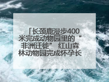 长颈鹿漫步400米完成动物园里的“非洲迁徙” 红山森林动物园完成怀孕长颈鹿步行转运