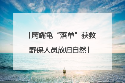 鹰嘴龟“落单”获救 野保人员放归自然