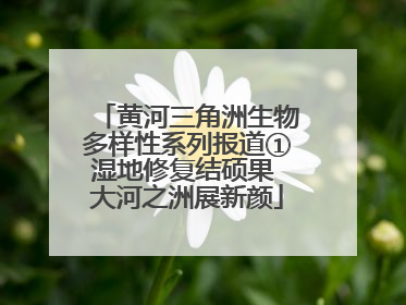 黄河三角洲生物多样性系列报道①湿地修复结硕果 大河之洲展新颜