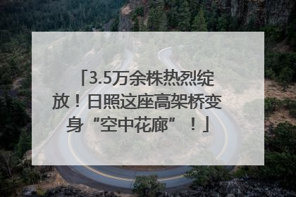 3.5万余株热烈绽放！日照这座高架桥变身“空中花廊”！